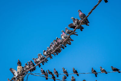 Low angle view of pigeons perching on cable against clear blue sky