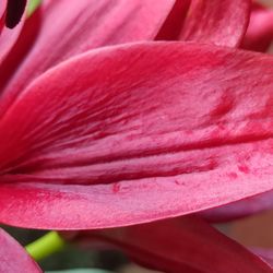 Close-up of pink rose flower