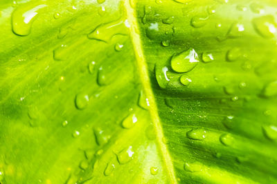 Full frame shot of raindrops on leaves