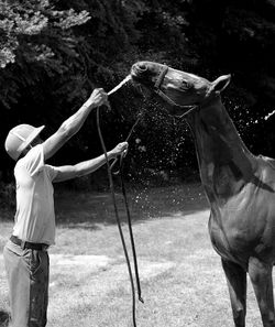 Man bathing horse in ranch