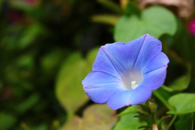 Close-up of blue flower blooming outdoors