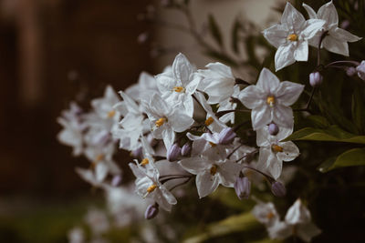 Close-up of white cherry blossoms