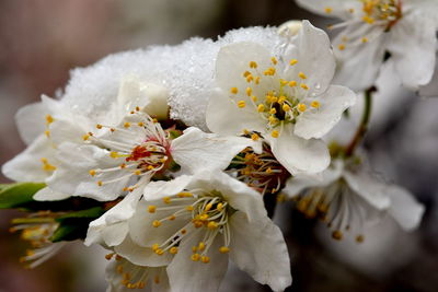 Close-up of white flowers