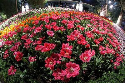 Close-up of pink flowers