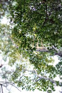 Trees growing on branch