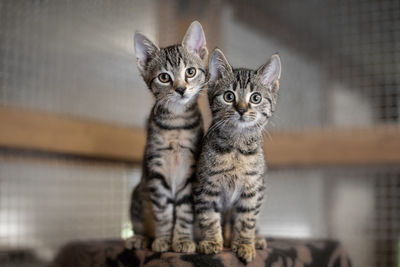 Portrait of tabby kitten