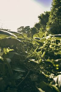 Close-up of plants growing on field against sky