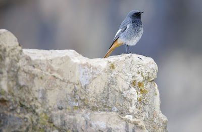 Close-up of bird perching on rock