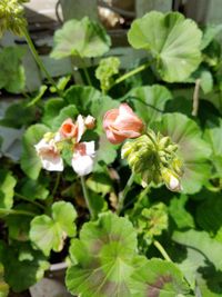 Close-up of flowers blooming outdoors