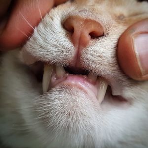 Cropped image of hand holding cat