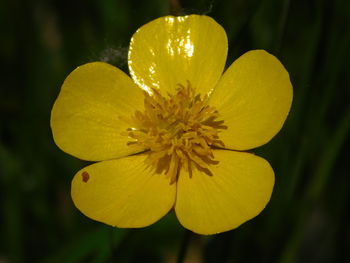 Close-up of yellow flower