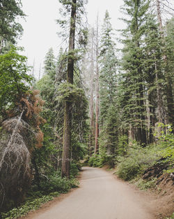 Dirt road amidst trees in forest against sky