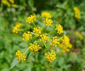 Close-up of yellow flowering plant on field