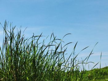 Low angle view of plants on field against clear blue sky
