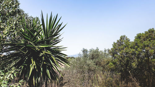 Low angle view of coconut palm tree against sky