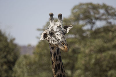 Head of giraffe is lookin funny with one hanging ear