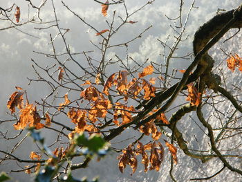 Close-up of bird perching on tree against sky