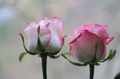 Close-up of pink rose