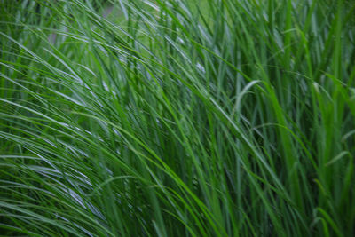 Full frame shot of wheat plants on field