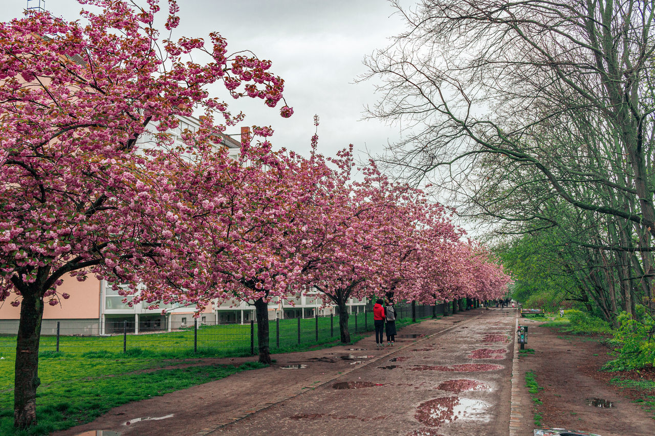 VIEW OF PINK CHERRY BLOSSOM TREES IN PARK