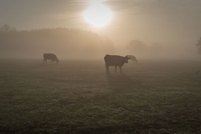 Cows in fog
