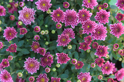 Full frame shot of pink flowering plants