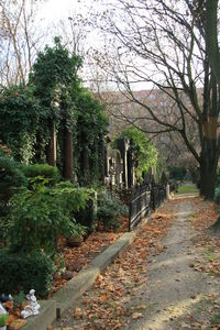 Footpath in park