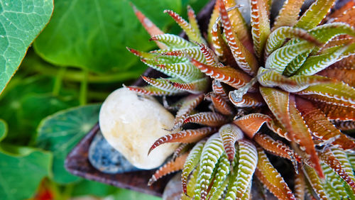 Close-up of succulent plant leaves