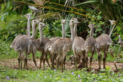 Deer standing on field