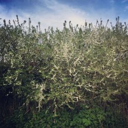 Plants growing on field