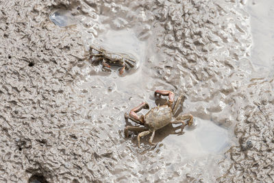 High angle view of crab in sea