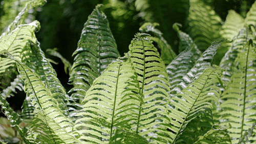 Close-up of fern leaves