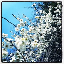 Low angle view of flowers blooming on tree