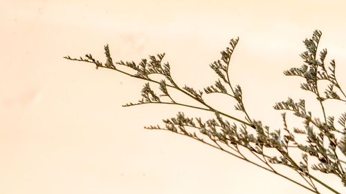 Close-up of dry plant against sky during winter