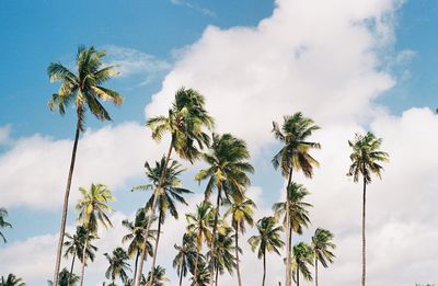 Low angle view of palm trees against cloudy sky