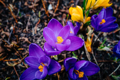 Close-up of purple flowers blooming outdoors