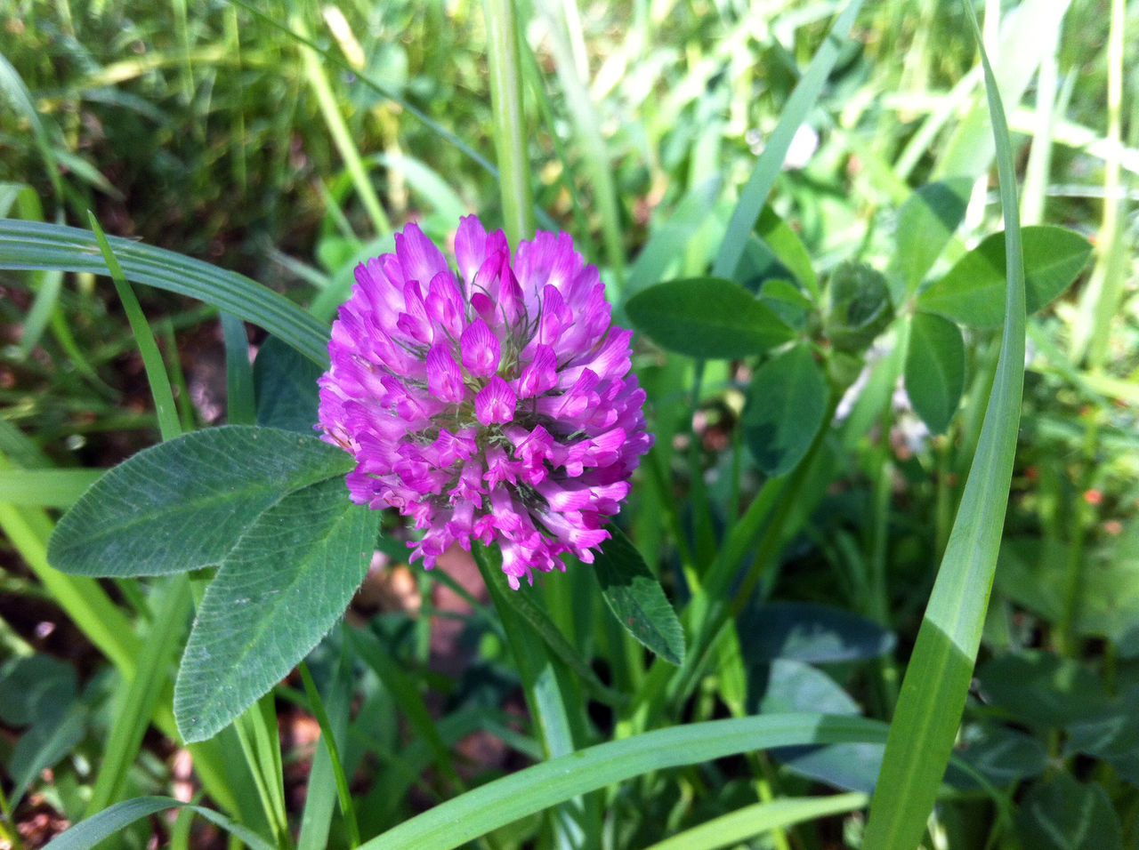 CLOSE-UP OF PINK FLOWER