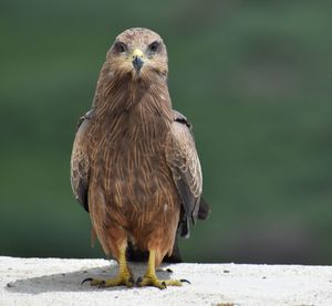Close-up of owl perching