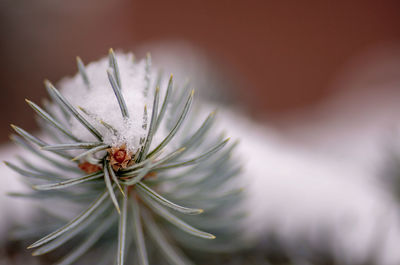 Close-up of snow on plant