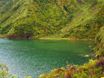 Scenic view of lake in forest