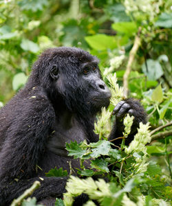 Gorilla eating lunch