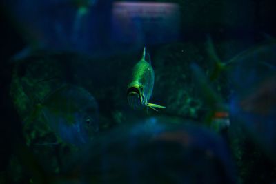 Close-up of fish swimming in aquarium