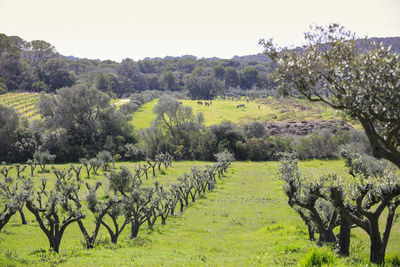 Scenic view of vineyard against sky