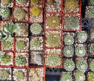 Full frame shot of potted plants