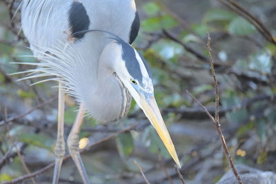 Close-up of a bird