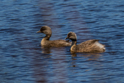 Birds swimming on lake