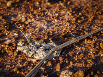 Close-up of crab on ground