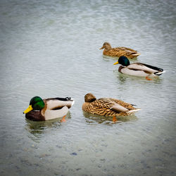 High angle view of mallard ducks swimming in lake