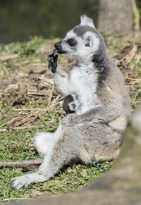 Lemure sitting on field