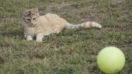 Cat relaxing on field